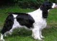 /album/fotky-plemien/anglicky-springerspaniel-jpg/